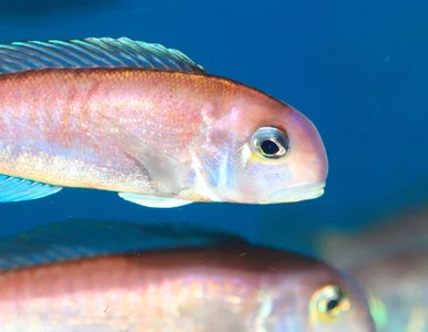 Miniatura: Naukowcy odkryli nowy gatunek ryby....