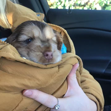 Cocker spaniel Winnie 