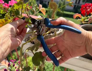 Miniatura: Z jednej pelargonii zrobisz kilka nowych....