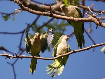 fot. brooklynparrots.com