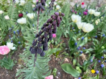 Szachownica perska (Fritillaria persica) zachwyca nie&nbsp;tylko głębokim, niemal czarnym kolorem kwiat&oacute;w, ale&nbsp;też wysoką, rzeźbiarską formą &ndash; to&nbsp;roślina, kt&oacute;ra wprowadza do&nbsp;ogrodu strukturę i&nbsp;wyrazisty, architektoniczny akcent