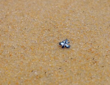Miniatura: Niebieskie smoki na plaży. Eksperci...