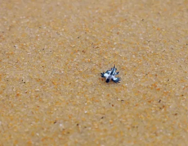 Miniatura: Niebieskie smoki na plaży. Eksperci...