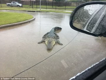 Aligator sfotografowany przez policję po huraganie Harvey 