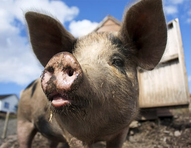 Miniatura: Farmer zjedzony przez własne świnie