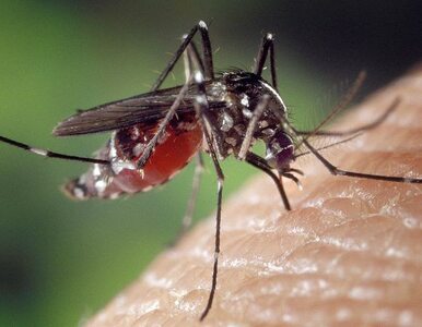 Miniatura: Czy w Polsce są komary tygrysie? Ekspert:...