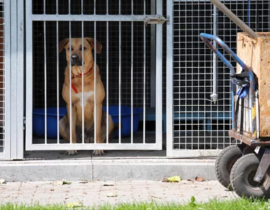 Miniatura: Zmiany w stołecznym Schronisku na Paluchu....