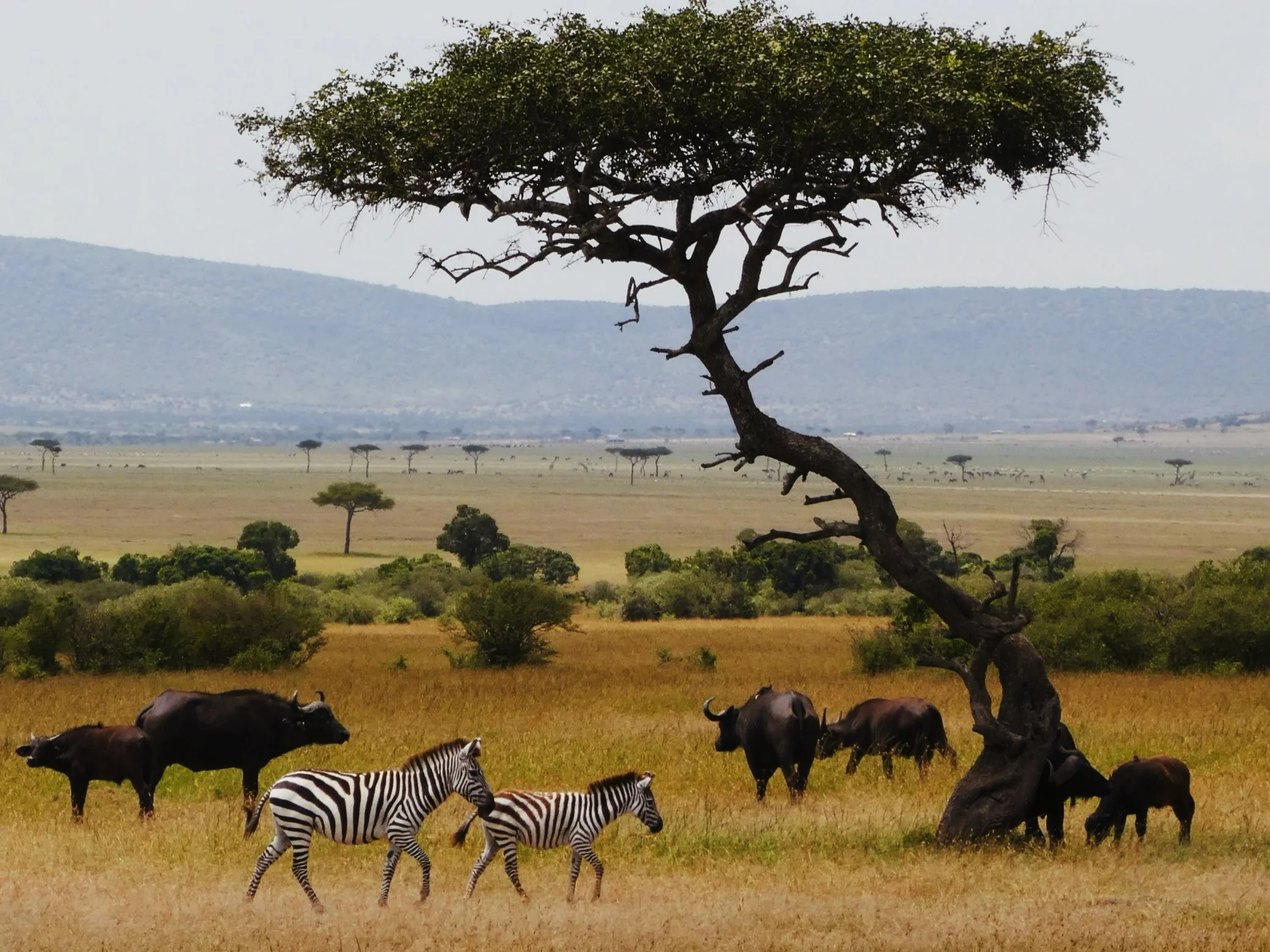 QUIZ o zwierzętach świata. Jak dobrze je znasz?