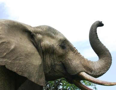 Miniatura: Celnicy przejęli 2,4 tony kłów słoni