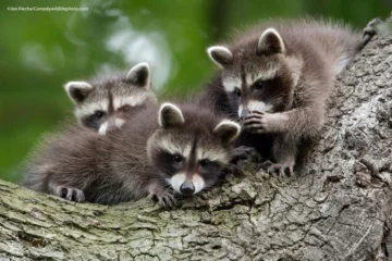 Finaliści konkursu Comedy Wildlife Photo Awards 2021 