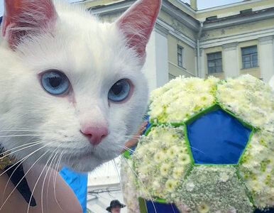 Miniatura: Głuchy kot typuje wyniki mundialu w Rosji....