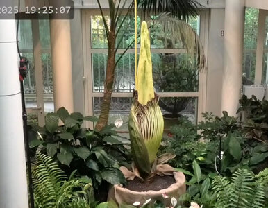 Miniatura: W Warszawie zakwitł niezwykły kwiat. Ma...