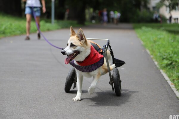Miniatura: Psi seniorzy do adopcji „na Paluchu”
