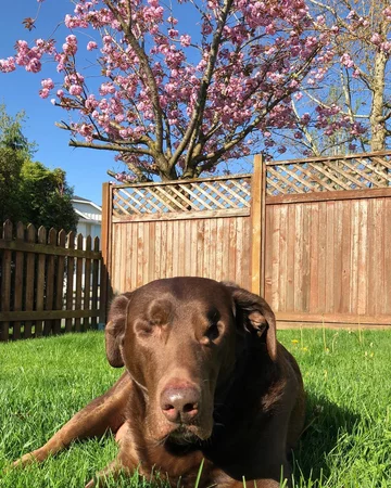 Abi i Dabi - psy, które połączyła przyjaźń 