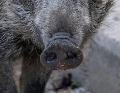 Miniatura: Quiz wiedzy ogólnej  na literę „D”