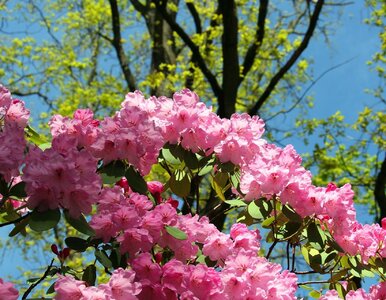 Miniatura: Wlej to na azalie w marcu. W maju sąsiadki...