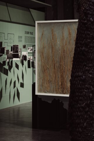 Wystawa  „LAS – Schronienie Ofiar. Kryjówka Zbrodni” dla Muzeum II Wojny Światowej w Gdańsku