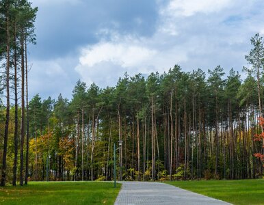 Miniatura: Ten park pod Warszawą jest klimatyczną...