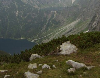 Miniatura: Meleksy nad Morskie Oko jednak się nie...