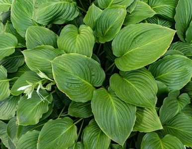 Miniatura: Masz cień w ogrodzie? Posadź te byliny, a...