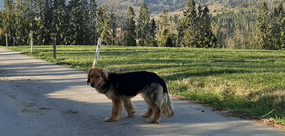 Pies, który patroluje polsko-słowacką granicę 
