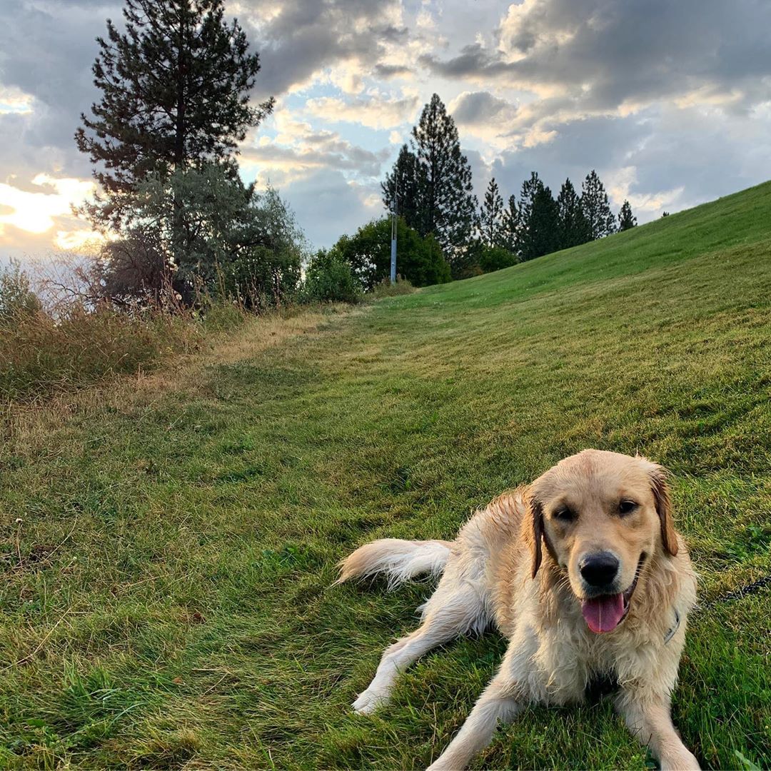 Golden retriever Leny 