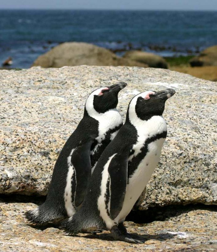 Pingwiny przylądkowe 