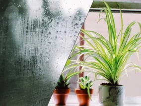 Miniatura: Te rośliny pochłaniają wilgoć, zanim...