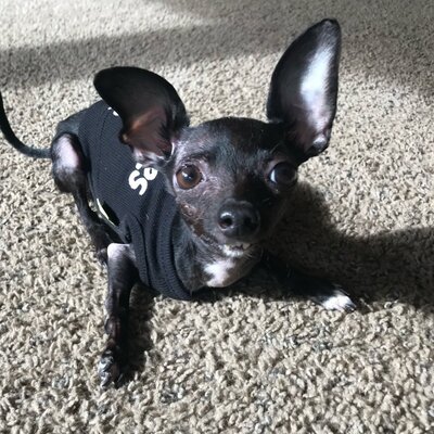 Miniatura: Freddie Mercury - pies o niecodziennym...