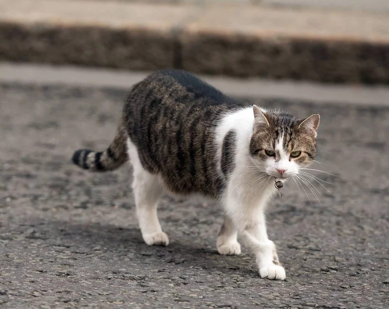 Miniatura: Kot Larry przetrwał polityczną burzę....