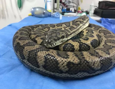 Miniatura: Pyton zjadł kapeć. Właściciel nie dał za...