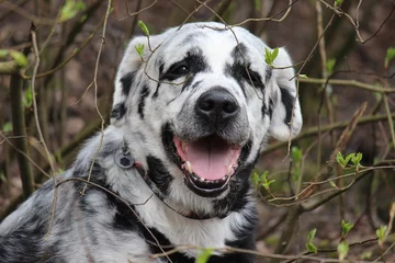 Labrador Blaze 