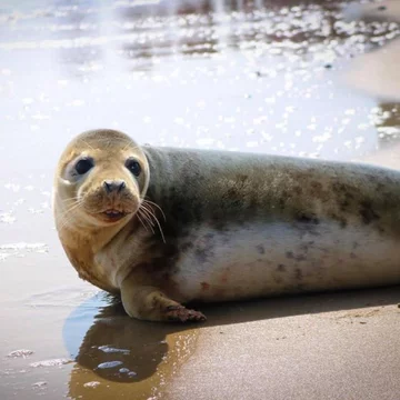 Foka uratowana przez organizację Seal Rescue Ireland 