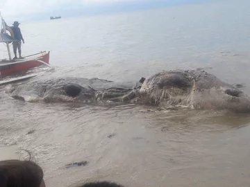 Zwierzę znalezione na plaży w Maasin 