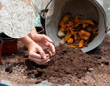 Miniatura: Zamiast na talerz – do kompostu. Efekty są...