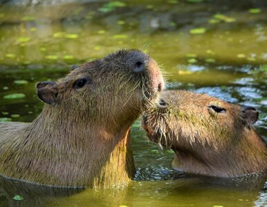 Miniatura: QUIZ. Dopasujesz kontynent do zwierzęcia?...