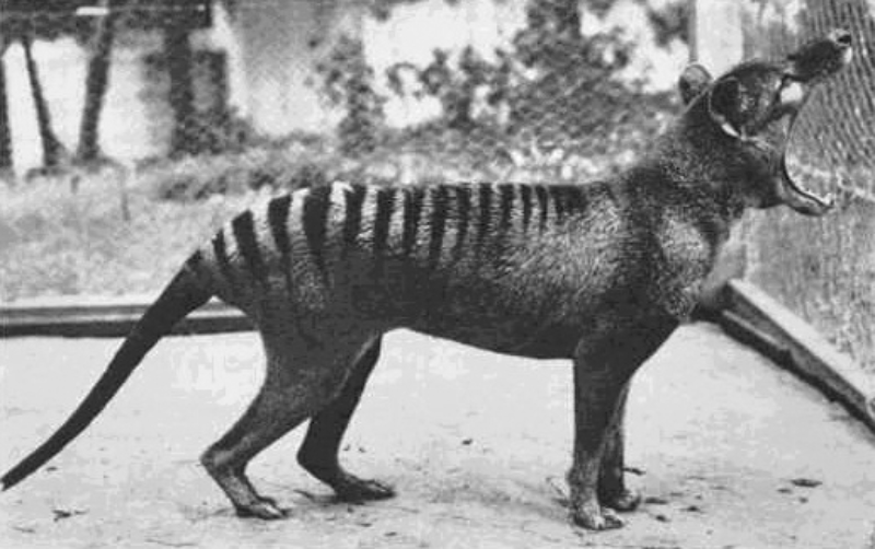 Ostatnie istniejące zdjęcie wikowora tasmańskiego (1933 rok) 