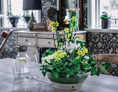 Miniatura: Polki zwariowały na punkcie tych kwiatów....