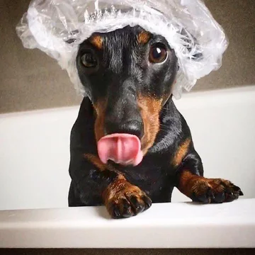 Monty the Miniature Dachshund 