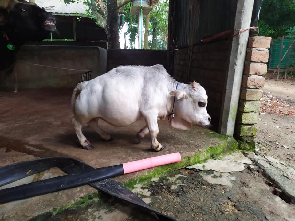 Niezwykła miniaturowa krowa z Bangladeszu 