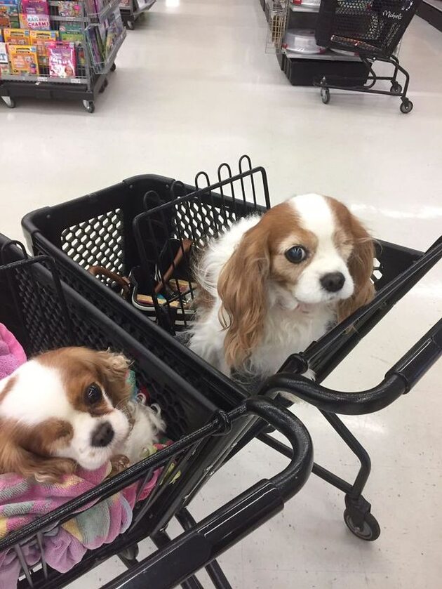 Spotkanie psich „bliźniaków” w sklepie 