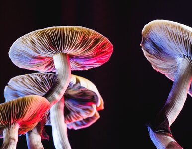 Miniatura: Jak starzeć się wolniej? Odpowiedź tkwi...