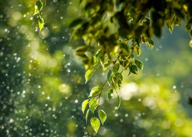 Miniatura: Quiz z przyrody. To powinien wiedzieć każdy