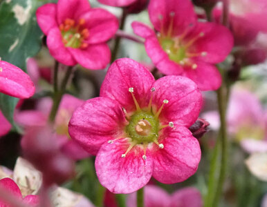 Miniatura: Posadź ją w październiku. Na wiosnę...