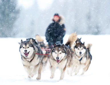 Miniatura: Polacy dają się uwieść „psom Północy”, a...