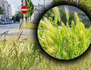 Miniatura: Masz psa? Miej się na baczności. Ta...