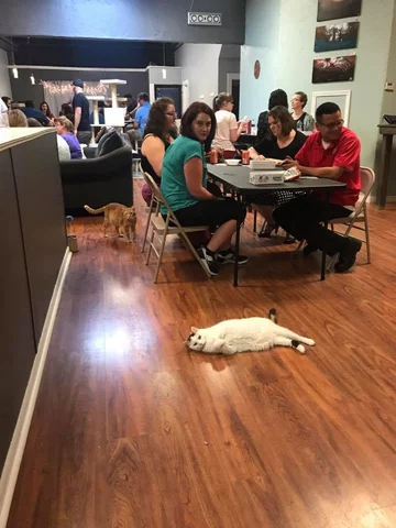 Koty w Safe Haven Pet Sanctuary 