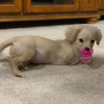 Suczka Gracie 
