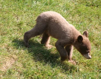 Miniatura: Niedźwiadek miał odstresować studentów....