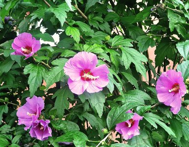 Miniatura: Zapomnij o hortensjach. Te krzewy są...